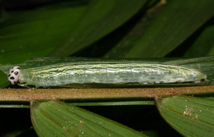 Fig.10. Larva de <i>Damas immacula</i>. 48mm  de longitud en último estadio vista lateral. Voucher : 16-SRNP-30397-DHJ729437.jpg.