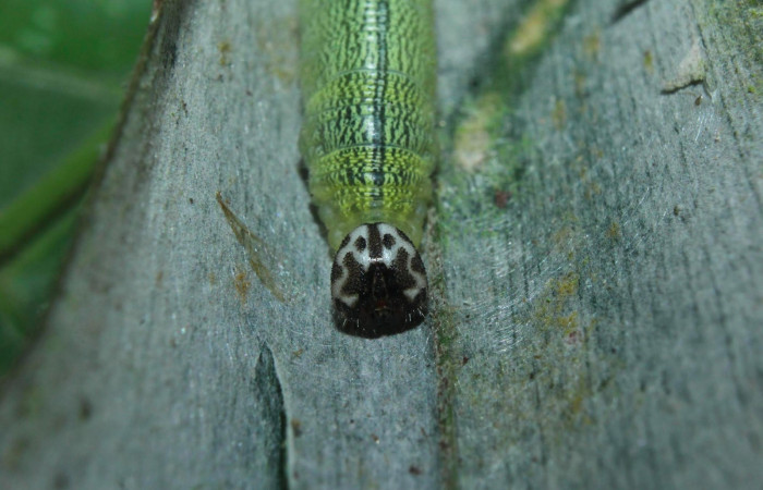 Fig.12. Mostrando cabeza de <i>Damas clavus</i>. Larva mide 26mm de longitud en penúltimo estadio vista frontal. Voucher : 16-SRNP-70848-DHJ732932.jpg.