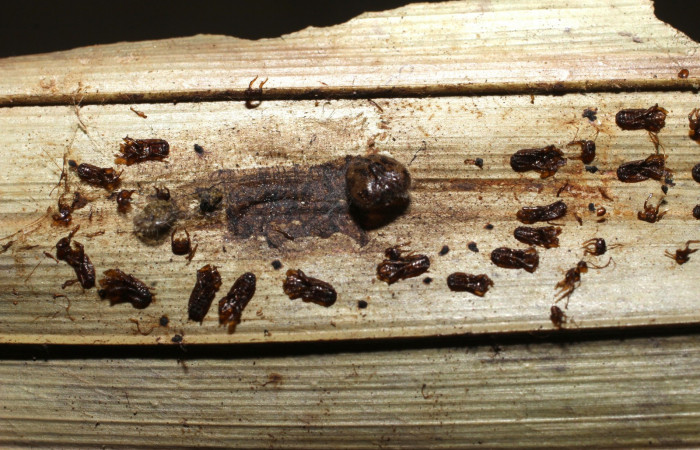 Fig.15. Pupa de <i>Damas clavus</i>. 36mm de longitud. Voucher : 16-SRNP-70848-DHJ732978.jpg.