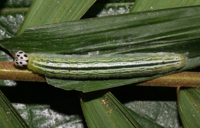 Fig.9. Larva de <i>Damas immacula</i>. 48mm  de longitud en último estadio vista dorsal. Voucher : 16-SRNP-30397-DHJ729438.jpg.