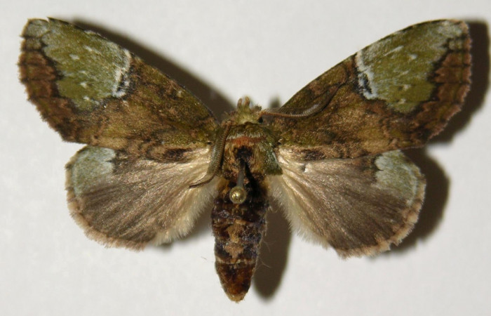 Fig.1. Adulto de <i>Disphragisella</i> deliraICG02. Hembra 40mm de longitud vista dorsal. Voucher : 03-SRNP-21173-DHJ302556.jpg.