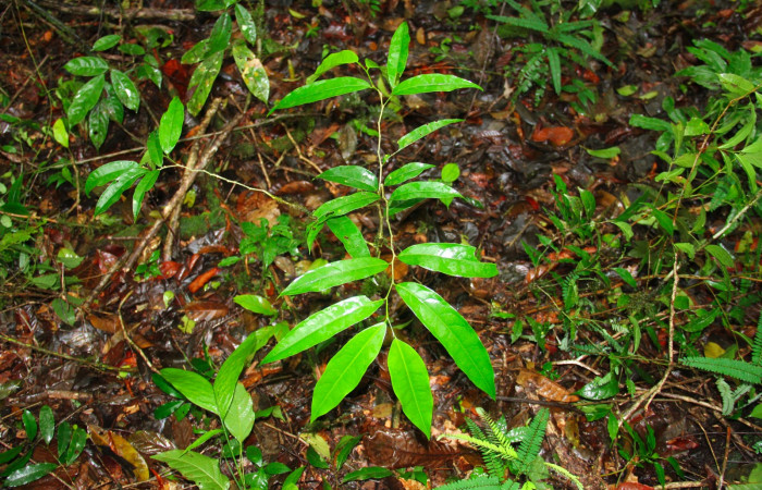 Fig.13. Planta hospedera <i>Disphragisella</i> deliraICG02.  <i>Drypetes standleyi</i> (Putranjivaceaees).