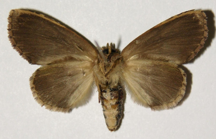 Fig.3. Adulto de <i>Disphragisella</i> deliraICG02. Hembra 40mm de longitud vista ventral. Voucher 03-SRNP-21173-DHJ302557.jpg.