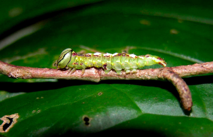 Fig.7. Larva de <i>Disphragisella</i> deliraICG02, penúltimo estadío.  Mide 17mm de longitud. Voucher : 04-SRNP-55376-DHJ402020.jpg.