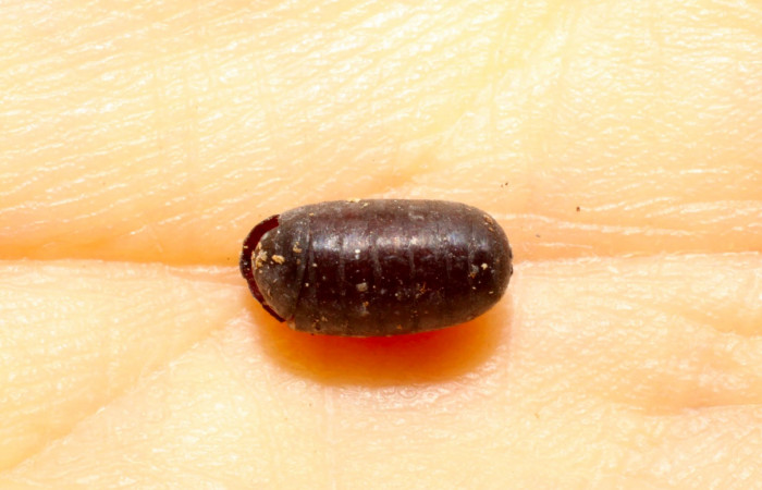 Fig.11. Pupario Tachinidae, parásito Lespesia Wood33DHJ15 de <i>Disphragisella</i> deliraICG02. Voucher : 09-SRNP-30831-DHJ469653.jpg.