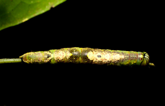 Fig.9. Larva de <i>Disphragisella</i> deliraICG02, último estadío. Mide 30mm de longitud. Voucher : 11-SRNP-31626-DHJ482543.jpg.