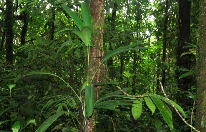 Fig.10.Planta hospedera de <i>Dulcedo polita</i>, <i>Asplundia microphylla</i> (Cyclanthaceae) IMG_3730.jpg.