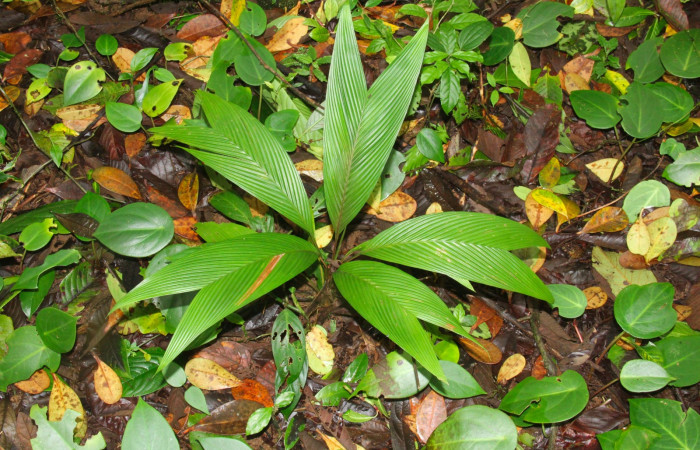 Fig.11. Planta hospedera de <i>Dulcedo polita</i>, <i>Asterogyne martiana</i> (Arecaceae).