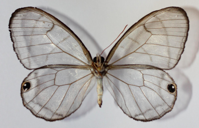 Fig. 2. Adulto de <i>Dulcedo polita</i> en posición ventral, mide 55 milímetros de longitud con las alas extendidas. Voucher : 13-SRNP-43563-DHJ583779.jpg.