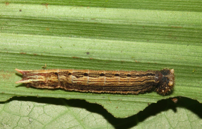 Fig.5. Larva de <i>Dulcedo polita en posición lateral, mide 24 milímetros de longitud. Voucher : 12-SRNP-31483-DHJ485805.jpg.