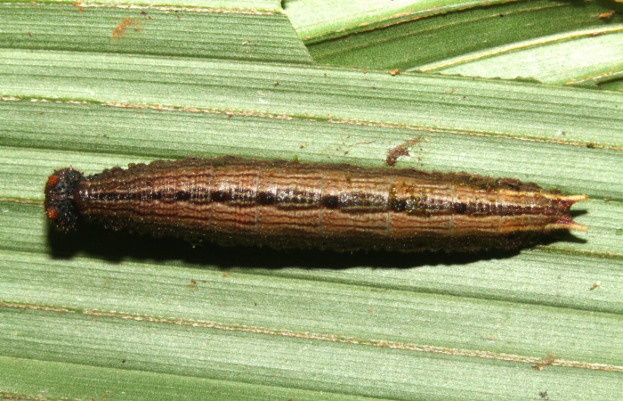 Fig.6. Larva de <i>Dulcedo polita</i> en posición lateral, mide 24 milímetros de longitud. Voucher : 13-SRNP-43562-DHJ708240.jpg.
