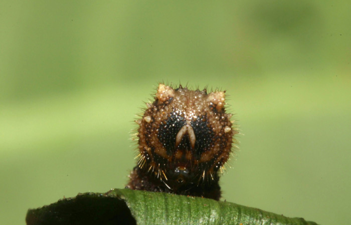 Fig.7. Larva de <i>Dulcedo polita</i> en posición lateral, mide 24 milímetros de longitud. Voucher : 12-SRNP-31483-DHJ485807.jpg.