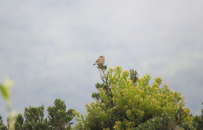 Ascenso a cráter 2 del Volcán Rincón de la Vieja el 26 de junio del 2017, Fotografía: Christian Zúñiga Gutiérrez