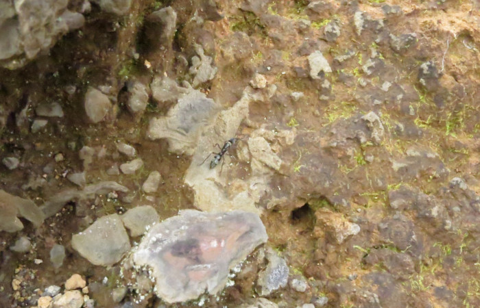 Volcán Rincón de la Vieja el 26 de junio del 2017, Fotografía: Christian Zúñiga Gutiérrez