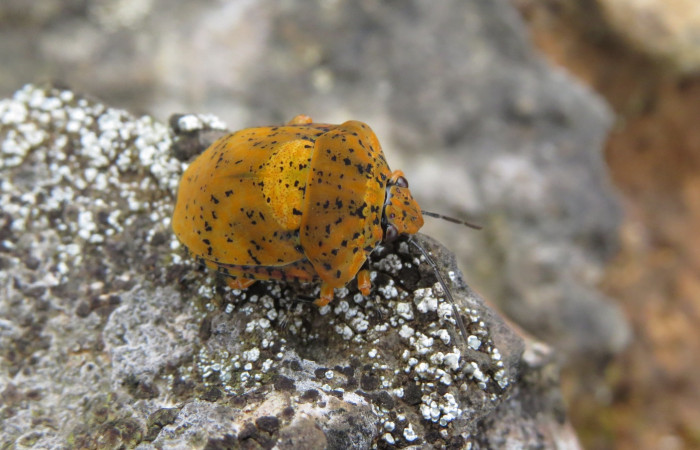 Ascenso a cráter 2, Volcán Rincón de la Vieja el 26 de junio del 2017, Fotografía: Christian Zúñiga Gutiérrez