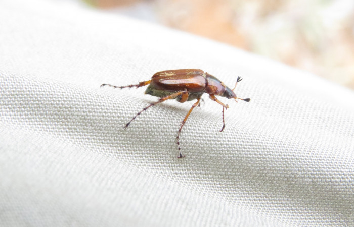 Volcán Rincón de la Vieja el 26 de junio del 2017, Fotografía: Christian Zúñiga Gutiérrez