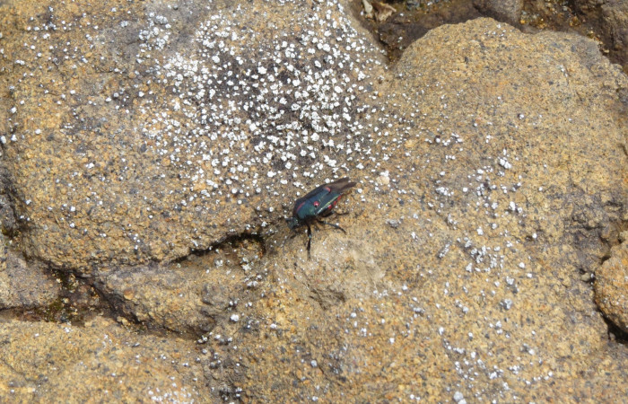 Volcán Rincón de la Vieja el 26 de junio del 2017, Fotografía: Christian Zúñiga Gutiérrez
