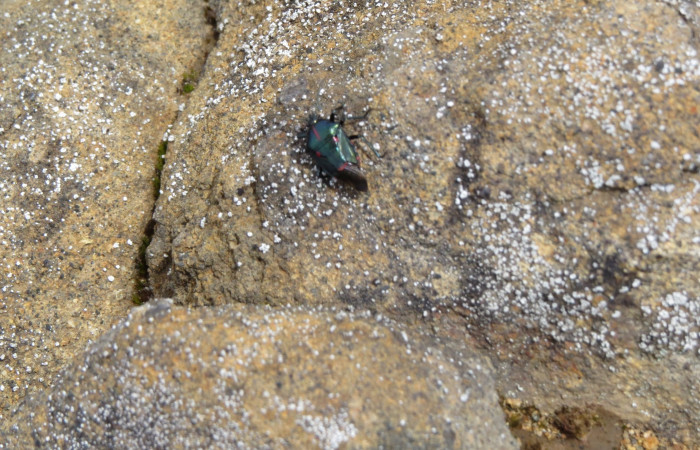 Volcán Rincón de la Vieja el 26 de junio del 2017, Fotografía: Christian Zúñiga Gutiérrez
