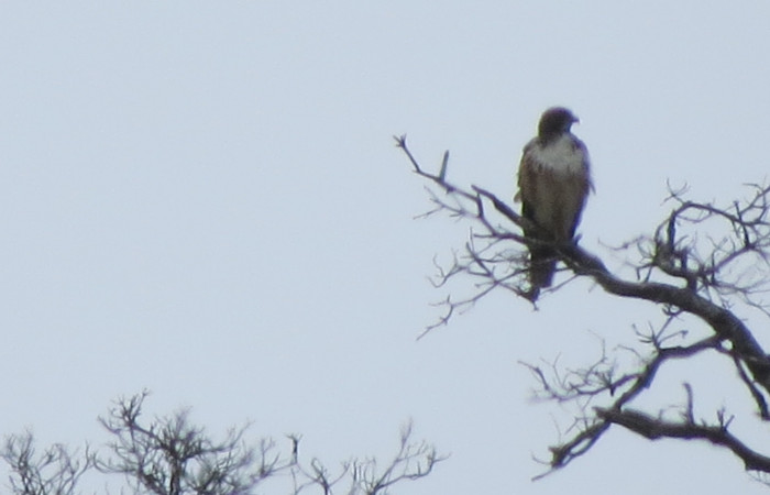 Ascenso a cráter 2, Volcán Rincón de la Vieja el 26 de junio del 2017, Fotografía: Christian Zúñiga Gutiérrez