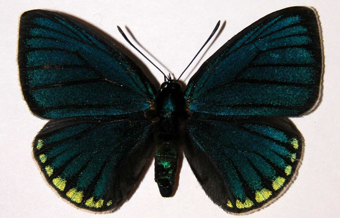 Figura 1. Macho de <i>Eumaeus godartii</i>. Vista dorsal. Voucher: 00-SRNP-4416-DHJ34024. 56mm de longitud.