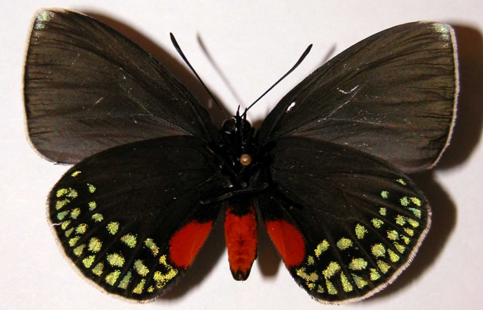 Figura 2. Macho de <i>Eumaeus godartii</i>. Vista ventral. Voucher: 00-SRNP-4416-DHJ34025. 56mm de longitud.