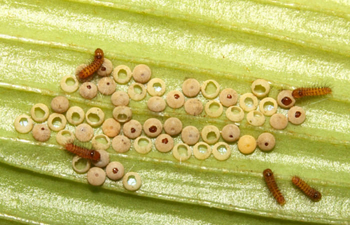 Figura 4. Larvas de <i>Eumaeus godartii</i>. Voucher: 13-SRNP-31405-DHJ701619.jpg. 2mm de longitud.