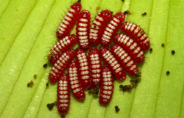 Figura 5. Larvas de <i>Eumaeus godartii</i>. Voucher: 13-SRNP-31405-DHJ701620.jpg 5mm de longitud