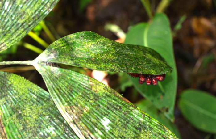 Figura 7. Prepupa de <i>Eumaeus godartii</i>. Voucher: 13-SRNP-31404-DHJ701612.jpg.