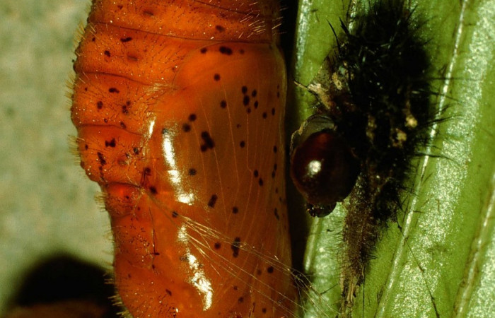 Figura 8. Pupa de <i>Eumaeus godartii</i>. Voucher: 95-SRNP-602-DHJ22010.jpg. Vista lateral