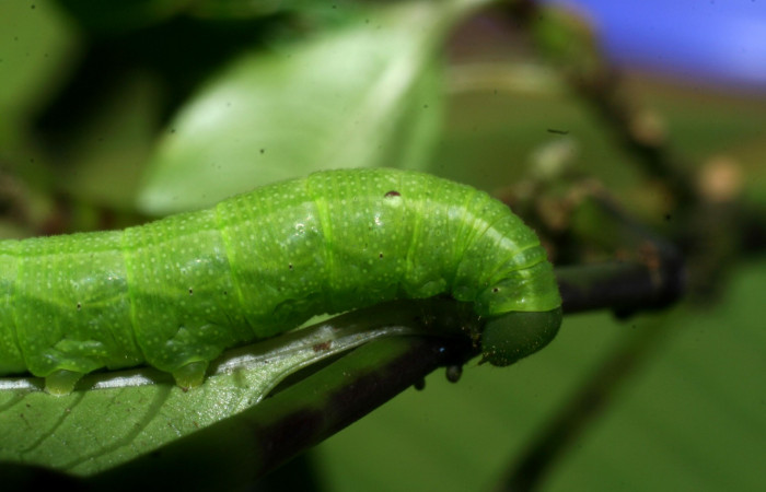 Fig. 5. Larva PPU estadío <i>Xylophanes rhodina</i>, posición lateral. Area de Conservación Guanacaste, Sector Cacao, Sendero Cima, elevación 1460 m.s.n.m.  (08-SRNP-36078-DHJ441517.jpg).