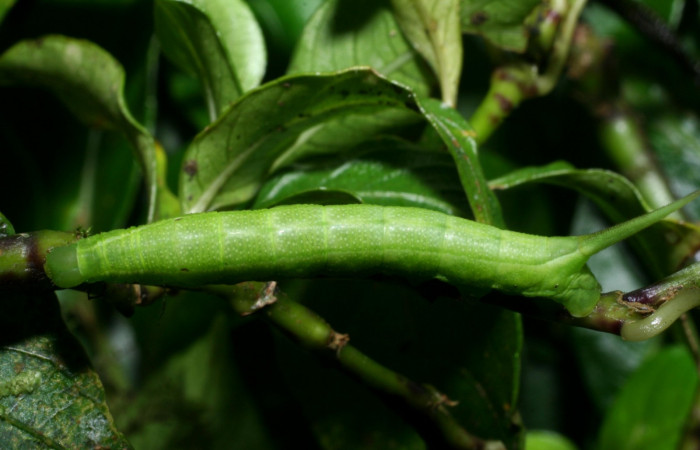 Fig. 4. Larva PPU estadío <i>Xylophanes rhodina</i>, posición dorsal. Area de Conservación Guanacaste, Sector Cacao, Sendero Cima, elevación 1460 m.s.n.m.  (08-SRNP-36078-DHJ441524.jpg).
