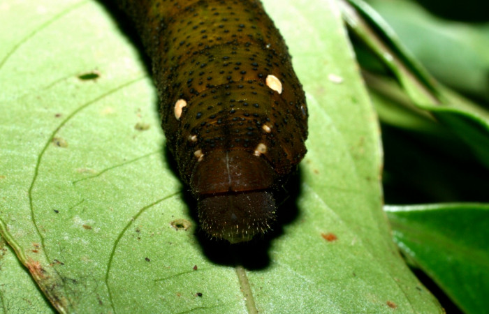 Fig. 14. Larva U estadío <i>Xylophanes rhodina</i>, posición frontal. Area de Conservación Guanacaste, Sector Cacao, Sendero Cima, elevación 1460 m.s.n.m.  (09-SRNP-36098-DHJ456002.jpg).