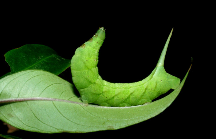 Fig. 8. Larva PU estadío <i>Xylophanes rhodina</i>, posición lateral. Area de Conservación Guanacaste, Sector Cacao, Sendero Cima, elevación 1460 m.s.n.m.  (09-SRNP-36098-DHJ456561.jpg).