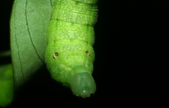 Fig. 9. Larva PU estadío <i>Xylophanes rhodina</i>, posición frontal. Area de Conservación Guanacaste, Sector Cacao, Sendero Cima, elevación 1460 m.s.n.m.  (09-SRNP-36098-DHJ456569.jpg).