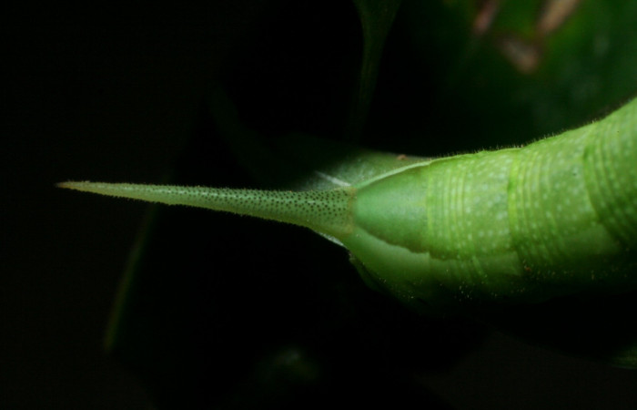 Fig. 10. Larva PU estadío <i>Xylophanes rhodina</i>, posición trasera. Area de Conservación Guanacaste, Sector Cacao, Sendero Cima, elevación 1460 m.s.n.m.  (09-SRNP-36098-DHJ456574.jpg).