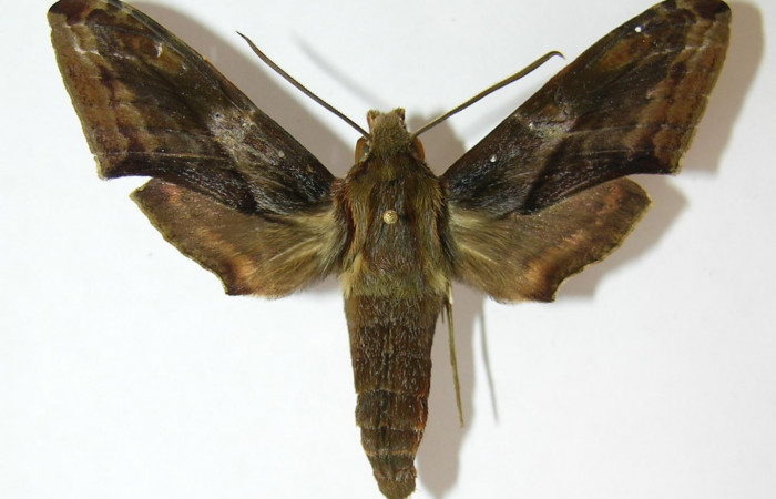 Fig. 2. Adulto <i>Xylophanes rhodina</i>, posición dorsal. Area de Conservación Guanacaste, Sector Cacao, Sendero Cima, elevación 1460 m.s.n.m.  (09-SRNP-36572-DHJ513776).