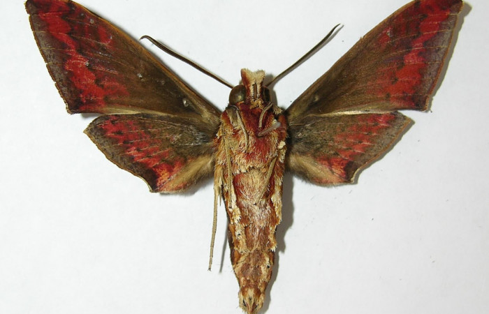 Fig. 3. Adulto <i>Xylophanes rhodina</i>, posición ventral. Area de Conservación Guanacaste, Sector Cacao, Sendero Cima, elevación 1460 m.s.n.m.  (09-SRNP-36572-DHJ513777).