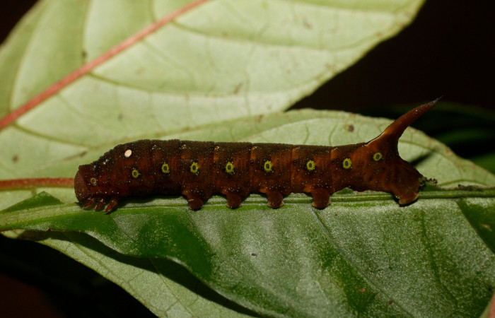 Fig. 16. Larva U estadío <i>Xylophanes godmani</i>, posición lateral. Area de Conservación Guanacaste, Sector Pitilla, Sendero Orosilito, elevación 900 m.s.n.m.  (14-SRNP-30118-DHJ802110.jpg).