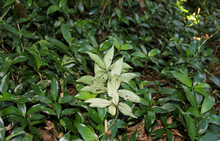 Fig. 23. Planta que come <i>Xylophanes rhodina</i>, Familia,Rubiaceae, <i>Psychotria aubletiana</i>, posición envés. Area de Conservación Guanacaste, Sector Cacao, Sendero Cima, elevación 1220 m.s.n.m. (Foto Harry.Ramirez Abril. 2020)