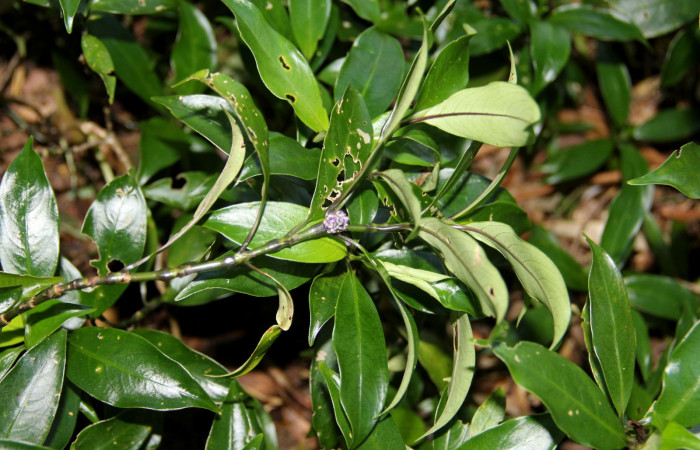 Fig. 24. Planta que come <i>Xylophanes rhodina</i>, Familia,Rubiaceae, <i>Psychotria aubletiana</i>, inflorescencias. Area de Conservación Guanacaste, Sector Cacao, Sendero Cima, elevación 1220 m.s.n.m. (Foto Harry.Ramirez Abril. 2020)