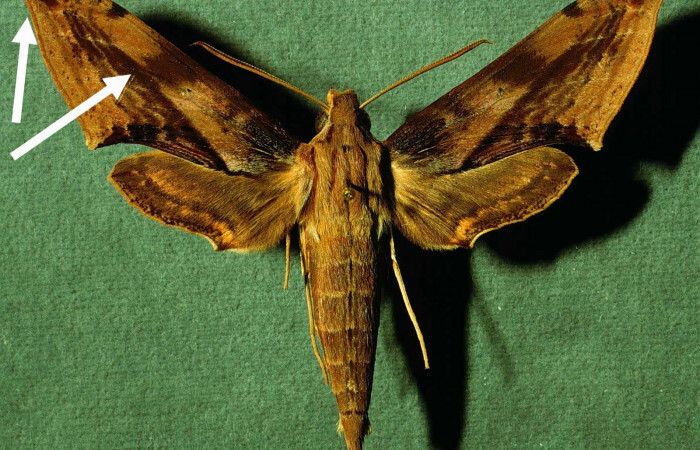 Fig 17. INBIOCRI002793741-DHJ35046, <i>Xylophanes rhodina</i>, posición dorsal, macho.