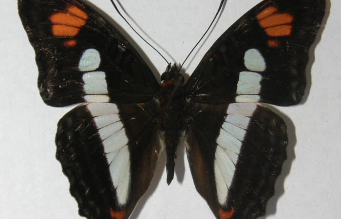 Figura. 1 Adulto de <i>Adelpha aiellae</i> (Nymphalidae), vista dorsal, localidad Gallinazo Brasilia ACG (360). Voucher: 11-SRNP-66365-DHJ556182.jpg.
