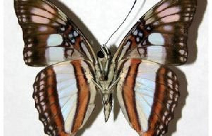 Figura 7. Adulto de <i>Adelpha aiellae</i> (Nymphalidae), macho vista ventral, localidad Quebrada Escondida Sector Rincón Rain Forest ACG (420m). Voucher: 02-SRNP-21059-DHJ319019.jpg.