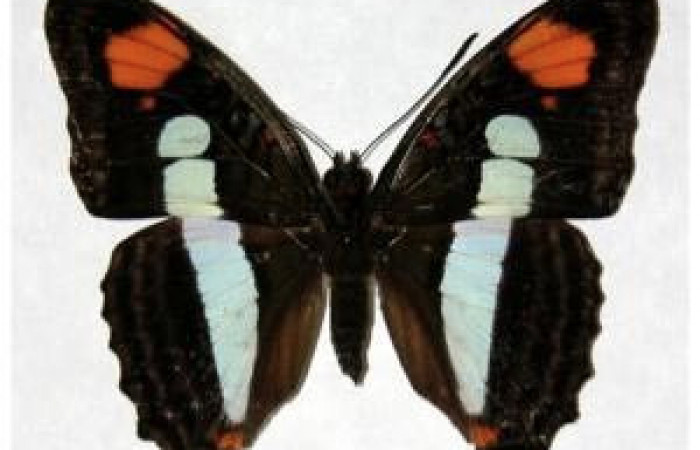 Figura 8. Adulto de <i>Adelpha aiellae</i> (Nymphalidae), hembra vista dorsal, localidad Sendero Tucán Sector Rincón Rain Forest ACG (410m). Voucher: 03-SRNP-10732- DHJ319008.jpg.
