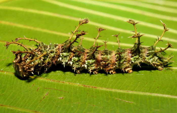 Figura 3. Larva <i>Adelpha aiellae</i> (Nymphalidae), último estadío (U), vista lateral localidad Medrano Estación Quica Sector Pitilla ACG (380m). Voucher: 13-SRNP-70577- DHJ702264.jpg.