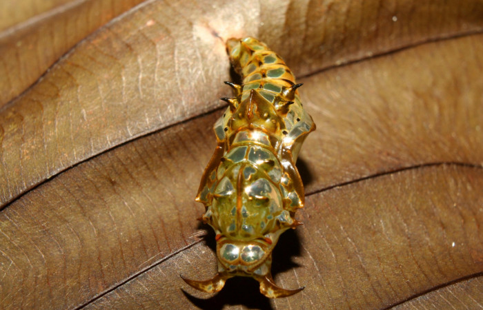 Figura 5. Pupa de <i>Adelpha aiellae</i> (Nymphalidae), vista dorsal localidad Medrano Estación Quica Sector Pitilla ACG (380m). Voucher: 13-SRNP-70577-DHJ702289.jpg.