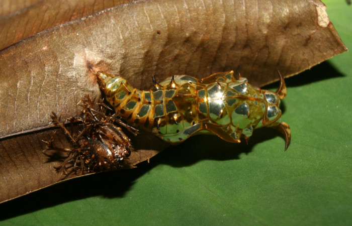 Figura 6. Pupa de <i>Adelpha aiellae</i> (Nymphalidae), vista dorsal, localidad Medrano Estación Quica Sector Pitilla ACG (380m). Voucher: 13-SRNP-70577-DHJ702294.jpg.