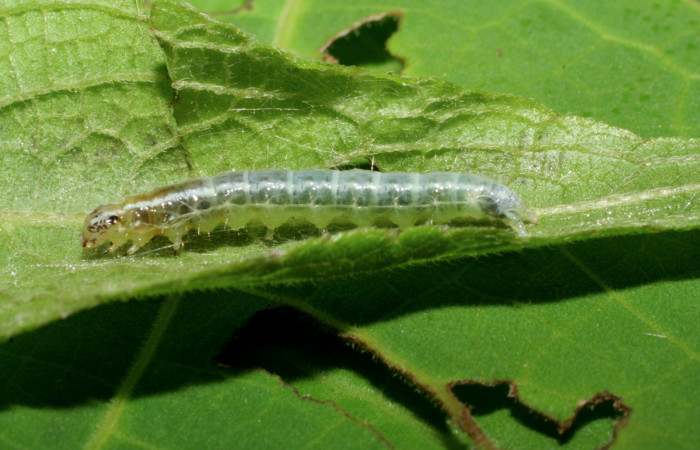 Fig.11 Vista dorsal, <i>Conchylodes grammaphora</i> (Crambidae), se colectó 28 Enero 2006, Sector Pitilla, Pasmompa, 440mts. (06-SRNP-30728-DHJ412356.jpg.).
