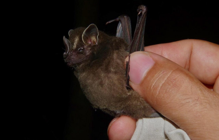 Capturado en Sector Santa María y Sector Pailas, Volcán Rincón de la Vieja Foto: Eduardo Artavia 2018