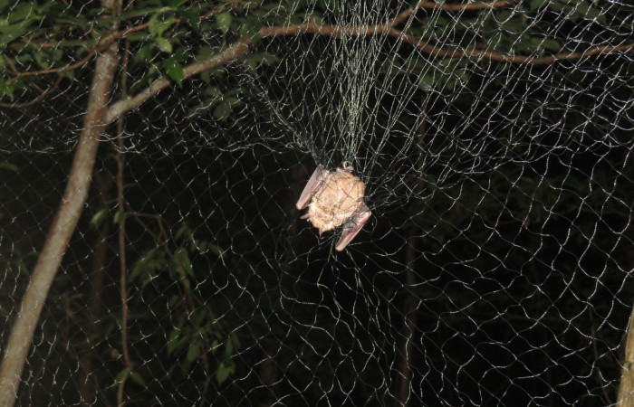Método de captura del proyecto Red de 12 m de largo por 2.5m de alto Foto: Eduardo Artavia 2019